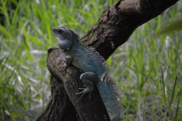 grüner Leguan