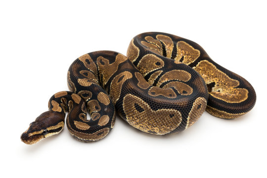 ball python snake reptile