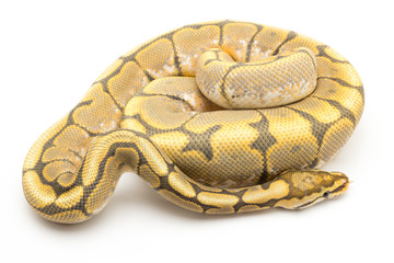 ball python snake reptile