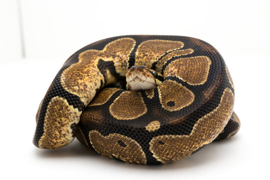 ball python snake reptile