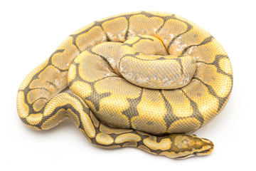 ball python snake reptile