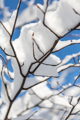 Study in Snow 1