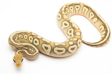 ball python snake reptile