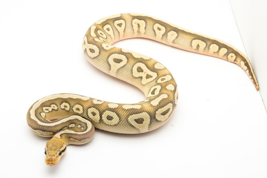 ball python snake reptile