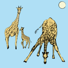 Cute giraffes, sketch.Vector illustration