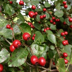 Fruits d'Aubepine, automne