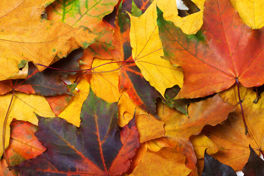 Autumn multi colored maple leafs