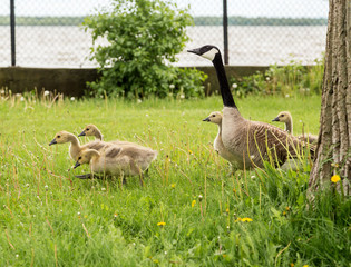Canada goose looking after its goslings in a park in Lachine, Quebec, Canada.