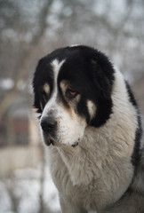 Central Asian shepherd Alabai