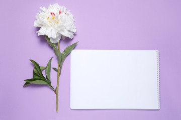 One white peony and a piece of paper lie on a lilac background.