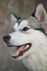 Alaskan Malamute