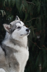 Alaskan Malamute