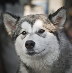 Alaskan Malamute