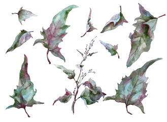 Leaves tarragon