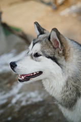 Obraz premium Alaskan Malamute