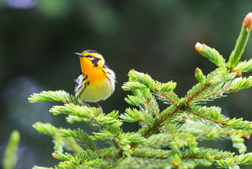 Blackburnian warbler perched in a boreal forest Quebec, Canada.