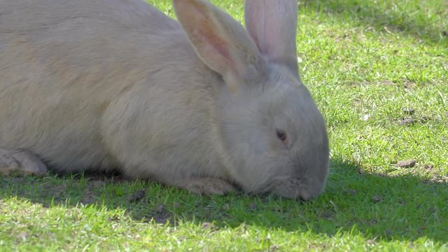13961_White_small_rabbit_munching_food_on_the_ground.mov