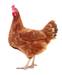 Brown hen isolated.