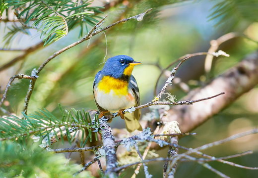 Northern parula perched in a boreal forest, Quebec, Canada,