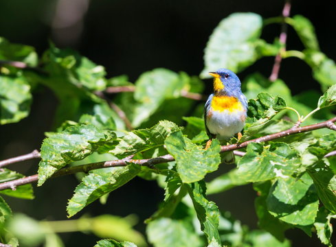 Northern parula perched in a boreal forest, Quebec, Canada,
