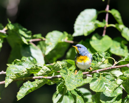 Northern parula perched in a boreal forest, Quebec, Canada,