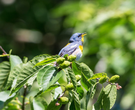Northern parula perched in a boreal forest, Quebec, Canada,