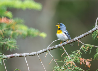 Obraz premium Northern parula perched in a boreal forest, Quebec, Canada,