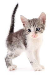 Obraz premium Small gray kitten.
