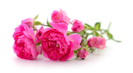 Beautiful pink roses.