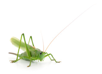 Green locust isolated