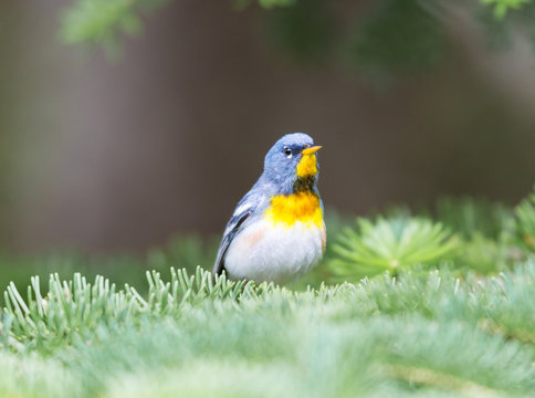 Northern parula perched in a boreal forest, Quebec, Canada,