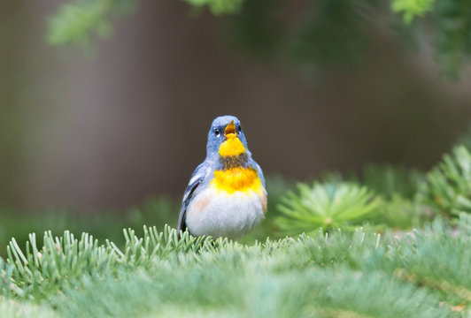 Northern parula perched in a boreal forest, Quebec, Canada,