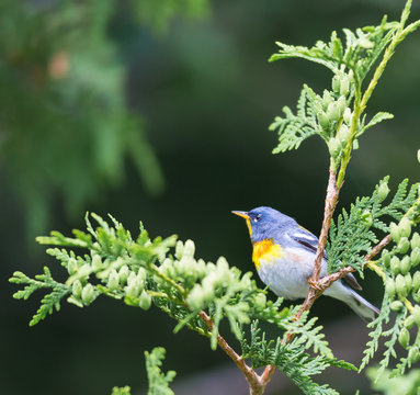 Northern parula perched in a boreal forest, Quebec, Canada,
