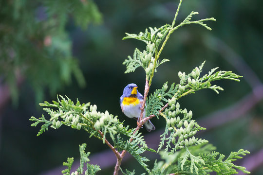 Northern parula perched in a boreal forest, Quebec, Canada,