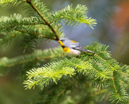 Northern parula perched in a boreal forest, Quebec, Canada,