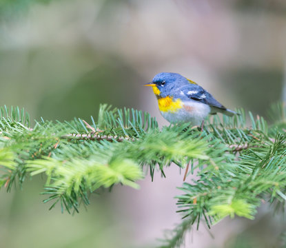 Northern parula perched in a boreal forest, Quebec, Canada,