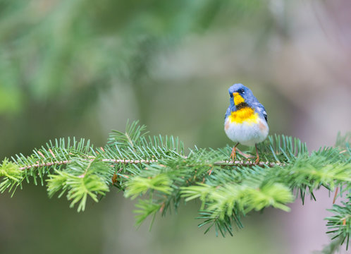 Northern parula perched in a boreal forest, Quebec, Canada,