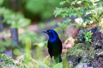 Common Grackles are blackbirds that look like they've been slightly stretched. They're taller and...