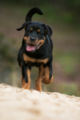 Trabender Rottweiler Welpe