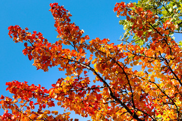 Beautiful autumn background