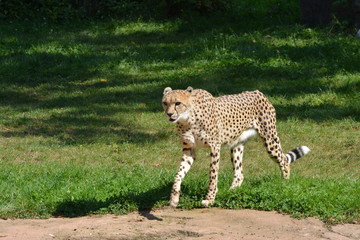 Laufender Gepard
