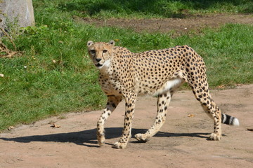Laufender Gepard © Saskia