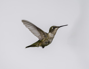 Fototapeta na wymiar Ruby throated hummingbird flying on a white backgroud, in north Quebec, Canada.