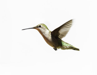 Ruby throated hummingbird flying on a white backgroud, in north Quebec, Canada.