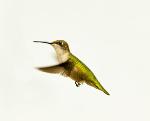 Ruby throated hummingbird in a boreal forest Quebec, Canada. © Hummingbird Art
