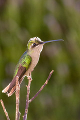 Fototapeta na wymiar Magnificent Hummingbird female (?), San José Pinula, Guatemala