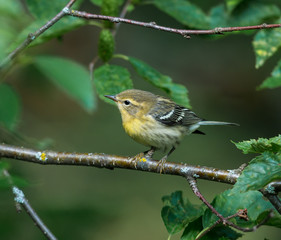 Tennessee warbler in a boreal forest Quebec Canada.