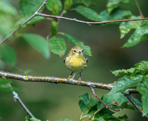 Tennessee warbler in a boreal forest Quebec Canada.