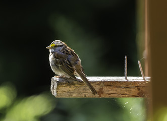 White-throated Sparrow on a perched on a dilapidated deck in cottage country Quebec, Canada.