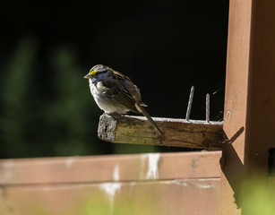 White-throated Sparrow on a perched on a dilapidated deck in cottage country Quebec, Canada.